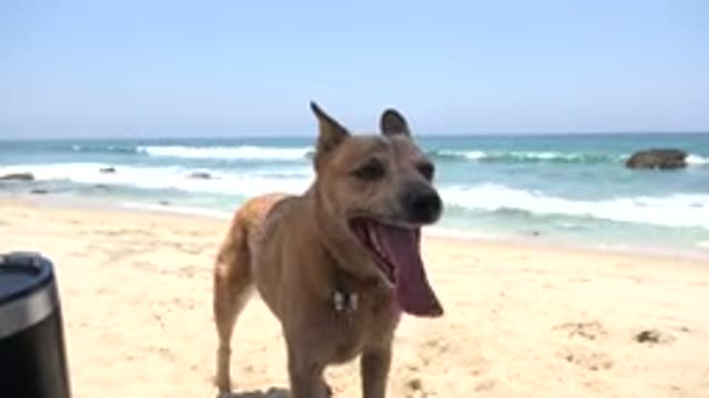 CABO SAN LUCAS MEXICO-2019: The Tired Surfer Dog