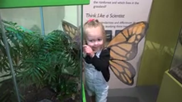 BROOMFIELD COLORADO-2016: Little Girl In Butterfly Costume Curious About A Glass Structure