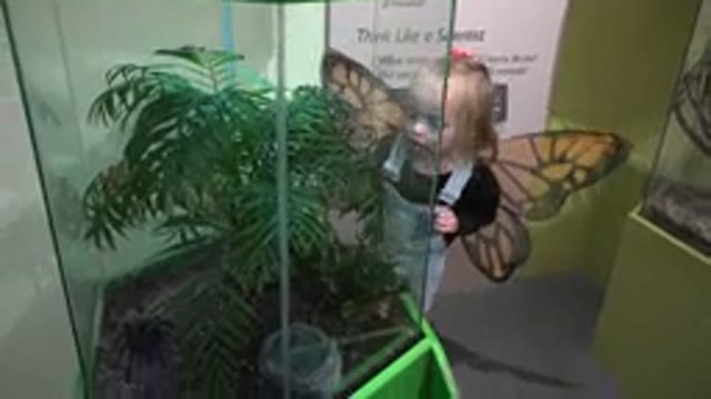 BROOMFIELD COLORADO-2016: Girl Wearing Black Shirt Looks At Large Green Indoor Terrarium
