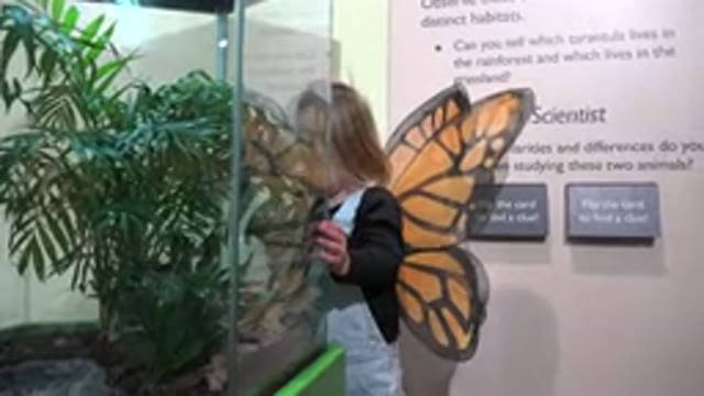 BROOMFIELD COLORADO-2016: A Little Girl Disguised As A Butterfly Looks At A