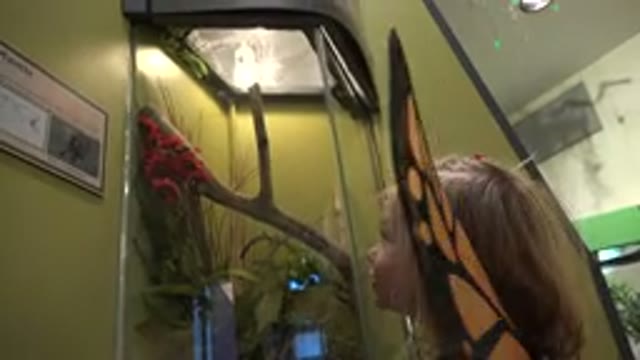 BROOMFIELD COLORADO-2016: Girl Wearing Orange Butterfly Wings Looks At Black