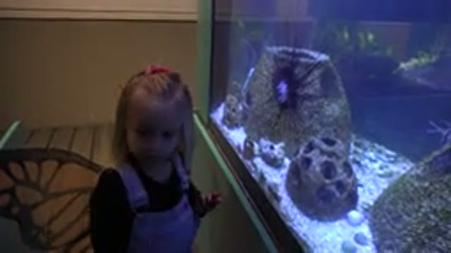 BROOMFIELD COLORADO-2016: Small Girl Wearing A Butterfly Costume Looking At An Aquarium