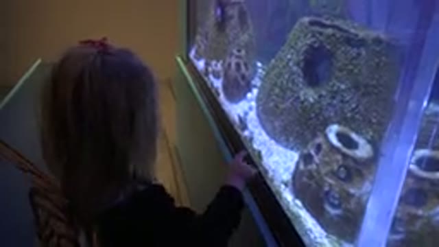 BROOMFIELD COLORADO-2016: Girl Toddler With Butterfly Wings On Roams Near The Aquarium