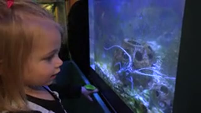 BROOMFIELD COLORADO-2016: A Cute Girl Child Is Watching An Aquatic Organism In