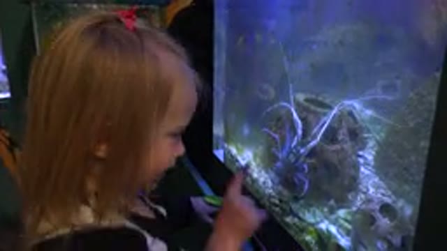 BROOMFIELD COLORADO-2016: Girl Wearing Pink Hair Ribbon Looks At Indoor Aquarium