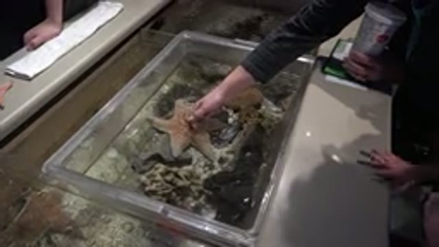 BROOMFIELD COLORADO-2016: Little Girl Touching A Starfish Inside An Aquarium