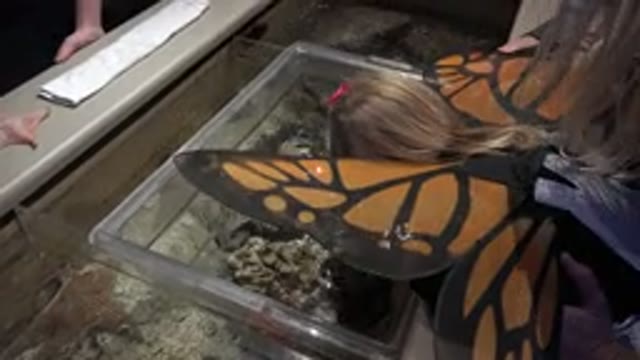 BROOMFIELD COLORADO-2016: Girl Wearing Orange Butterfly Wings Looks At Object In