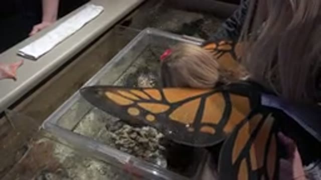 BROOMFIELD COLORADO-2016: A Small Girl Dressed As A Butterfly At The Aquarium