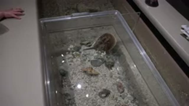 BROOMFIELD COLORADO-2016: Aquatic Animal Moving Inside An Aquarium With Water