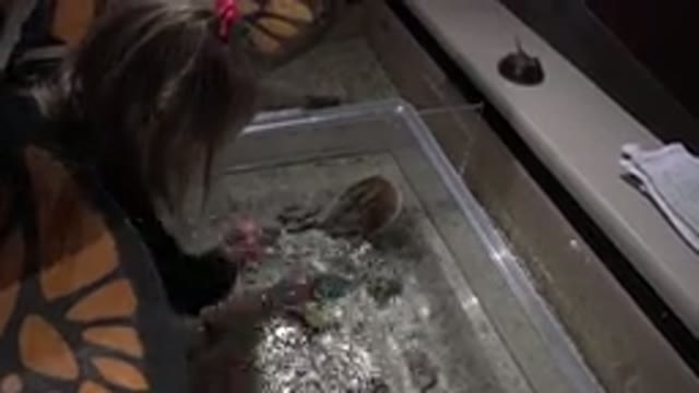 BROOMFIELD COLORADO-2016: Child Splashes Water Inside Small Tank Containing Horseshoe Crab