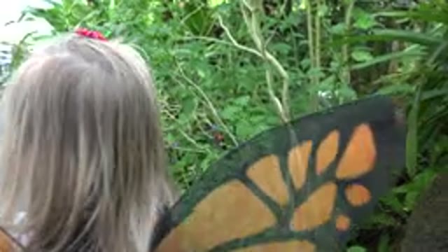 BROOMFIELD COLORADO-2016: A Girl In A Butterfly Costume Walks And Looks At What
