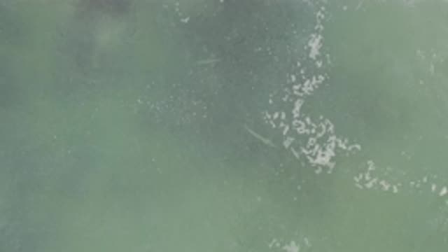 EAST CAPE BCS MEXICO-2017: Small White Objects Floating On The Ocean
