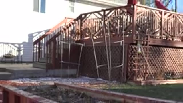 WESTMINSTER COLORADO-2019: Dog Is Running Out Of The House Down The Steps Of The