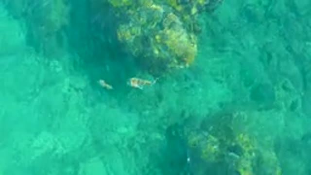 PLAYA ACAPULQUITO LOS CABOS BCS MEXICO-2021: Fish Swimming in Clear Turquoise Water Over Rocks