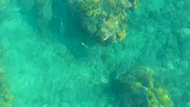 PLAYA ACAPULQUITO LOS CABOS BCS MEXICO-2021: Ray Swimming Over Rocky Seabed in Clear Turquoise Water