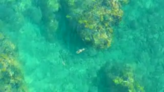 PLAYA ACAPULQUITO LOS CABOS BCS MEXICO-2021: Small Ray Swimming Over Rocky Seabed