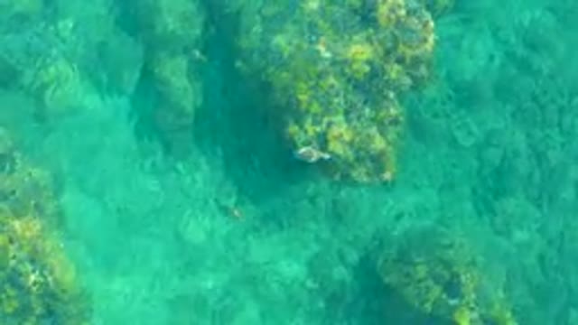 PLAYA ACAPULQUITO LOS CABOS BCS MEXICO-2021: Small Fish Swimming Near Algae-Covered Rocks