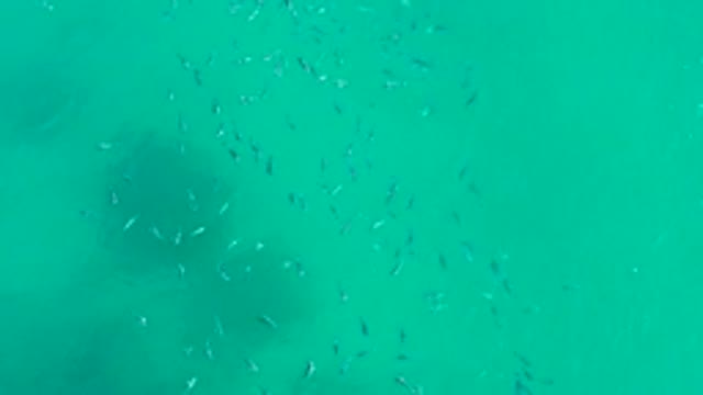 PLAYA ACAPULQUITO LOS CABOS BCS MEXICO-2021: School of Fish Swimming in Clear Turquoise Water