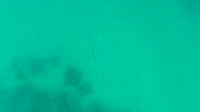 PLAYA ACAPULQUITO LOS CABOS BCS MEXICO-2021: Small Fish School Moving Through Clear Turquoise Water