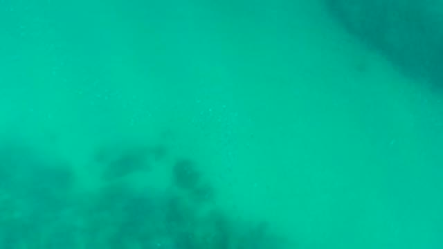 PLAYA ACAPULQUITO LOS CABOS BCS MEXICO-2021: School of Small Fish Moving in Clear Turquoise Water