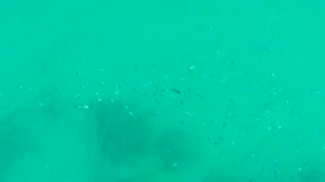 PLAYA ACAPULQUITO LOS CABOS BCS MEXICO-2021: Small Fish Swimming in Turquoise Underwater Scene