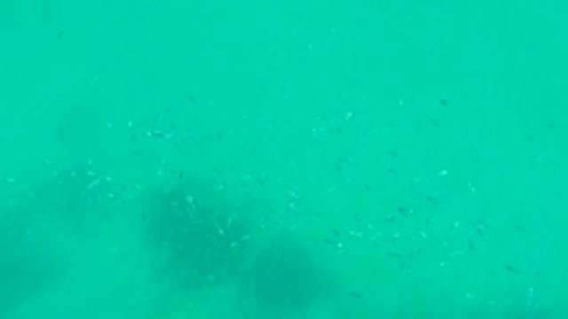 PLAYA ACAPULQUITO LOS CABOS BCS MEXICO-2021: Small Fish Schooling in Clear Turquoise Water