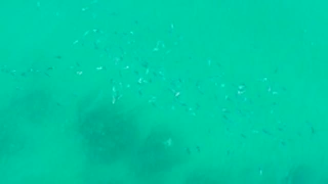 PLAYA ACAPULQUITO LOS CABOS BCS MEXICO-2021: School of Small Fish in Clear Turquoise Ocean Water