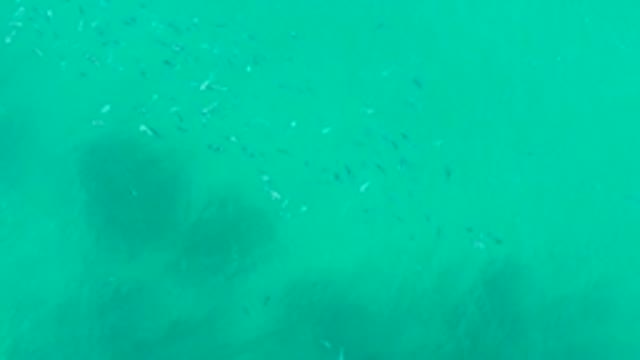 PLAYA ACAPULQUITO LOS CABOS BCS MEXICO-2021: Small Fish Schools Moving in Clear Turquoise Ocean Water