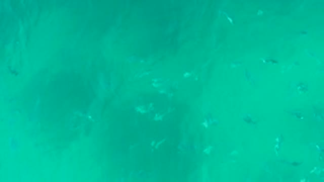 PLAYA ACAPULQUITO LOS CABOS BCS MEXICO-2021: Fish Swimming in Clear Turquoise Water From Above