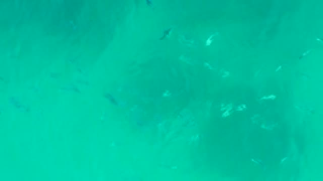 PLAYA ACAPULQUITO LOS CABOS BCS MEXICO-2021: Small Fish Swimming in Shallow Turquoise Water