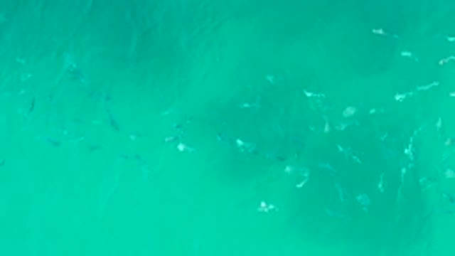 PLAYA ACAPULQUITO LOS CABOS BCS MEXICO-2021: School of Fish Swimming in Clear Turquoise Water