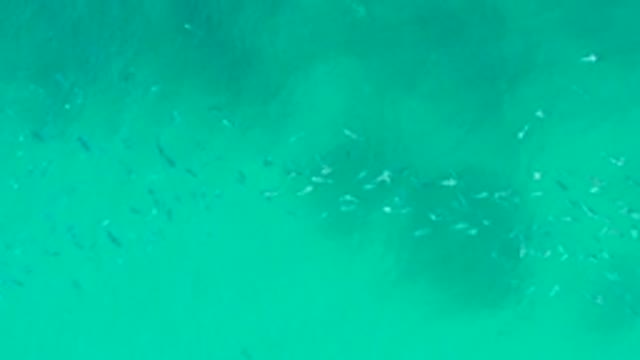 PLAYA ACAPULQUITO LOS CABOS BCS MEXICO-2021: School of Fish Swimming in Shallow Turquoise Water