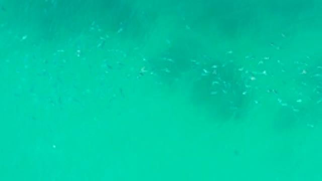 PLAYA ACAPULQUITO LOS CABOS BCS MEXICO-2021: School of Fish Moving Through Shallow Turquoise Ocean