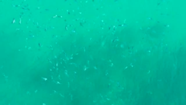 PLAYA ACAPULQUITO LOS CABOS BCS MEXICO-2021: Small Fish School Swimming in Clear Turquoise Water