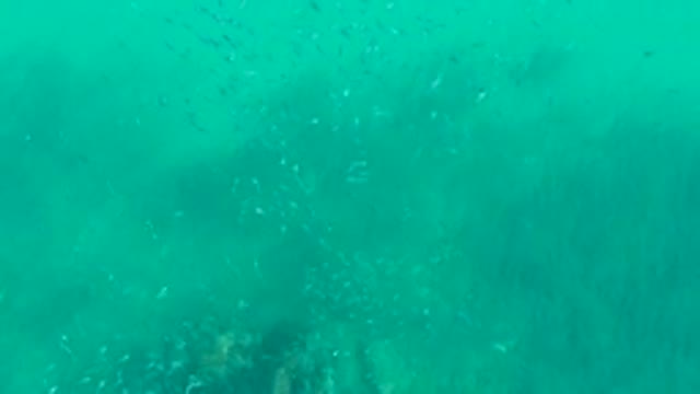 PLAYA ACAPULQUITO LOS CABOS BCS MEXICO-2021: Small Fish School Swimming in Turquoise Water