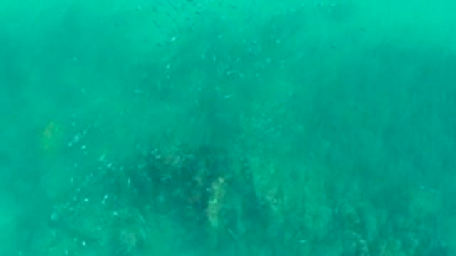 PLAYA ACAPULQUITO LOS CABOS BCS MEXICO-2021: School of Fish Swimming in Turquoise Ocean Water