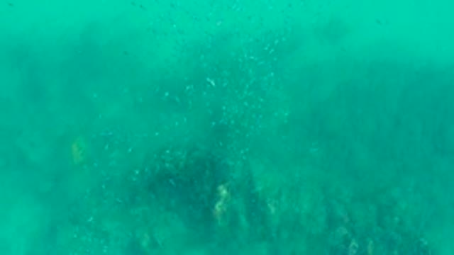 PLAYA ACAPULQUITO LOS CABOS BCS MEXICO-2021: School of Fish Swimming in Turquoise Underwater Scene