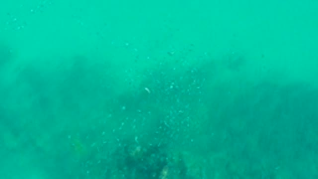 PLAYA ACAPULQUITO LOS CABOS BCS MEXICO-2021: Small Fish School Swimming in Clear Turquoise Water