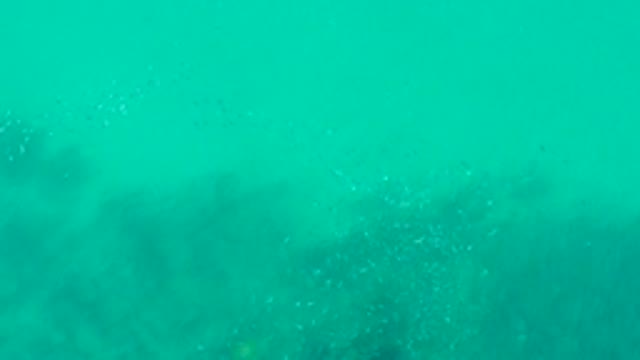 PLAYA ACAPULQUITO LOS CABOS BCS MEXICO-2021: Shoals of Small Fish Swimming Among Kelp Underwater