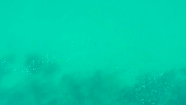 PLAYA ACAPULQUITO LOS CABOS BCS MEXICO-2021: School of Small Fish Swimming near Underwater Vegetation