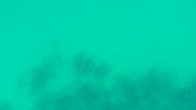 PLAYA ACAPULQUITO LOS CABOS BCS MEXICO-2021: Small Fish Swimming in Clear Turquoise Water