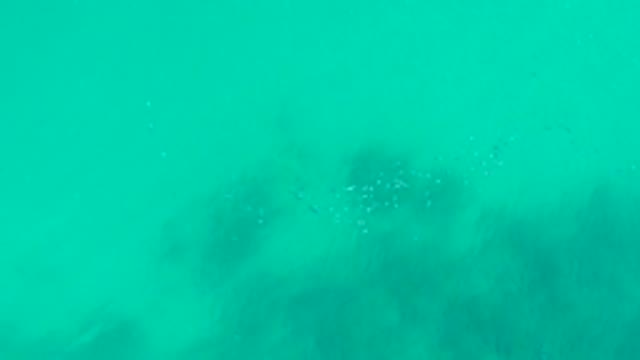 PLAYA ACAPULQUITO LOS CABOS BCS MEXICO-2021: Underwater Kelp and Fish in Clear Turquoise Water