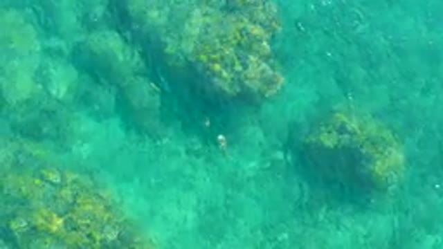 PLAYA ACAPULQUITO LOS CABOS BCS MEXICO-2021: Small Fish Swimming over Rocky Seabed in Clear Water