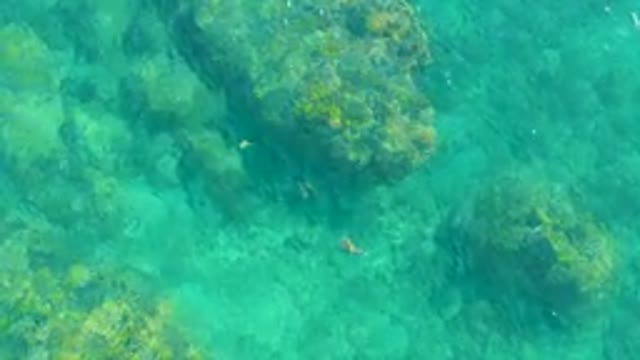 PLAYA ACAPULQUITO LOS CABOS BCS MEXICO-2021: Small Fish Swimming in Clear Turquoise Water Over Rocks