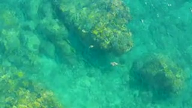 PLAYA ACAPULQUITO LOS CABOS BCS MEXICO-2021: Underwater View of Fish Swimming Near Rocky Seabed