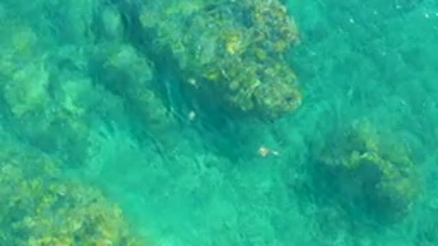 PLAYA ACAPULQUITO LOS CABOS BCS MEXICO-2021: Underwater View of Fish Swimming Near Rocky Seabed
