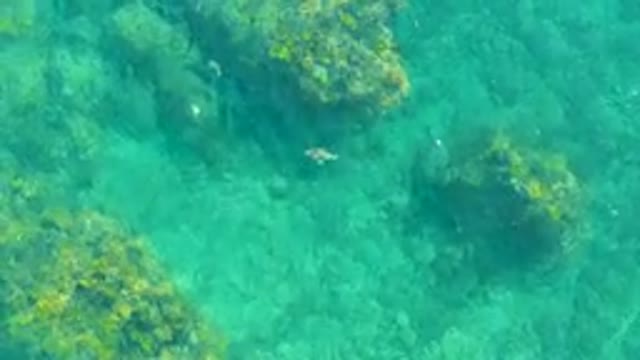 PLAYA ACAPULQUITO LOS CABOS BCS MEXICO-2021: Clear Turquoise Water with Fish and Rocky Seabed