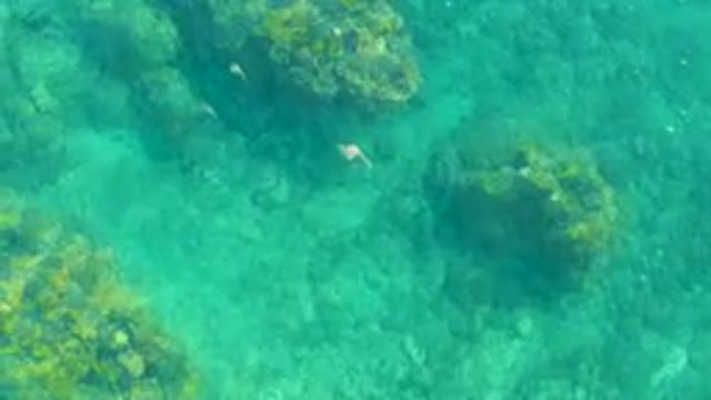 PLAYA ACAPULQUITO LOS CABOS BCS MEXICO-2021: Underwater Scene with Fish and Rocky Seabed