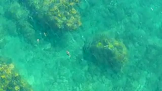 PLAYA ACAPULQUITO LOS CABOS BCS MEXICO-2021: Underwater Fish and Rocky Seabed in Clear Water