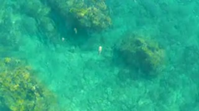 PLAYA ACAPULQUITO LOS CABOS BCS MEXICO-2021: Small Fish Swimming in Shallow Clear Turquoise Water